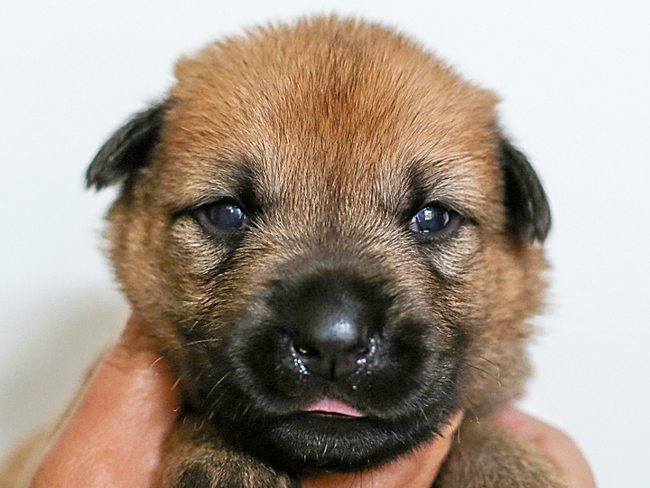 chinook puppy